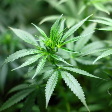 Info zum Cannabisgesetz