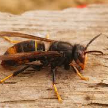 Achtung: Asiatische Hornisse