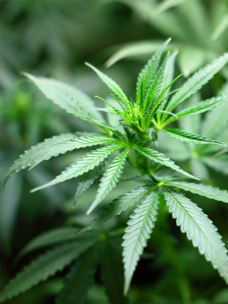 Informationen zum Cannabisgesetz