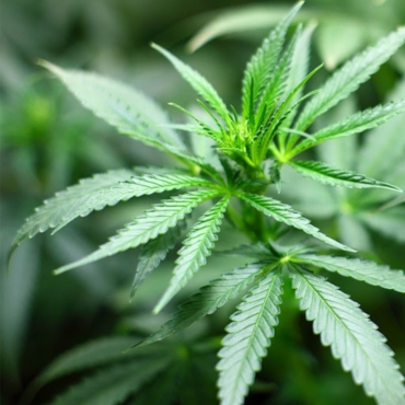 Informationen zum Cannabisgesetz